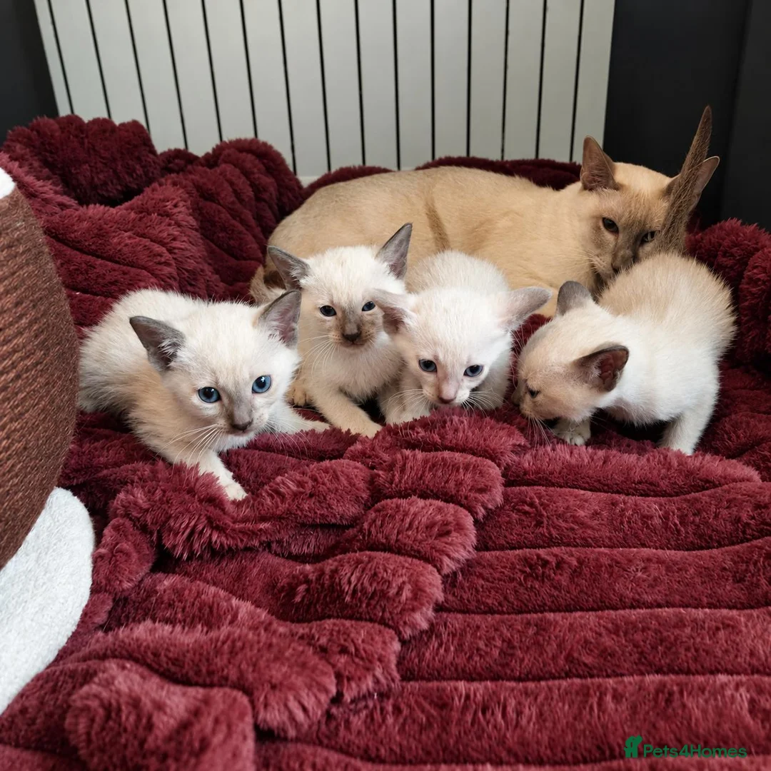Siamese cats for sale: Outstanding quality pedigree lines, registered  - Advert 12
