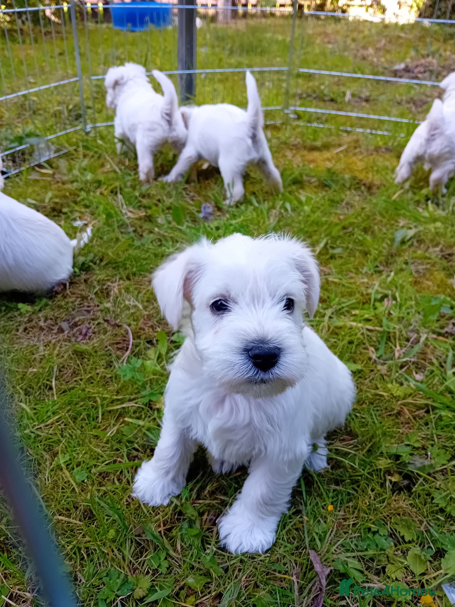 Miniature Schnauzer dogs Champion Bloodline White Miniature Schnauzers  - Advert 2