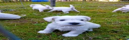 Miniature Schnauzer dogs for sale: Champion Bloodline White Miniature Schnauzers  in Preston - Advert 2