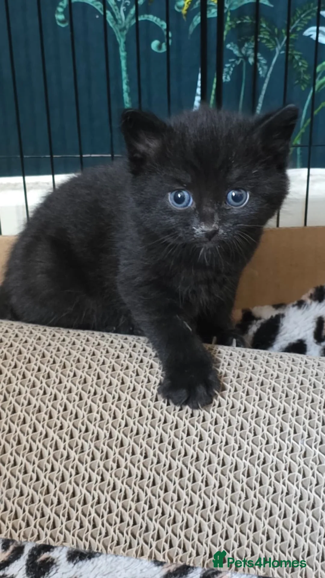 Mixed Breed cats for sale: 2x Males Kittens, Litter Brothers in Northwich - Advert 6