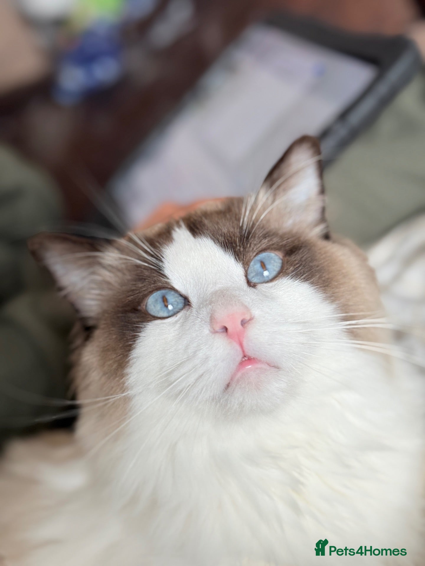Ragdoll cats Beautiful Male Ragdoll - Advert 7