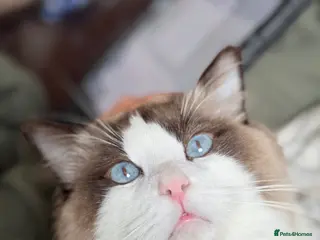 Ragdoll cats Beautiful Male Ragdoll - Advert 7