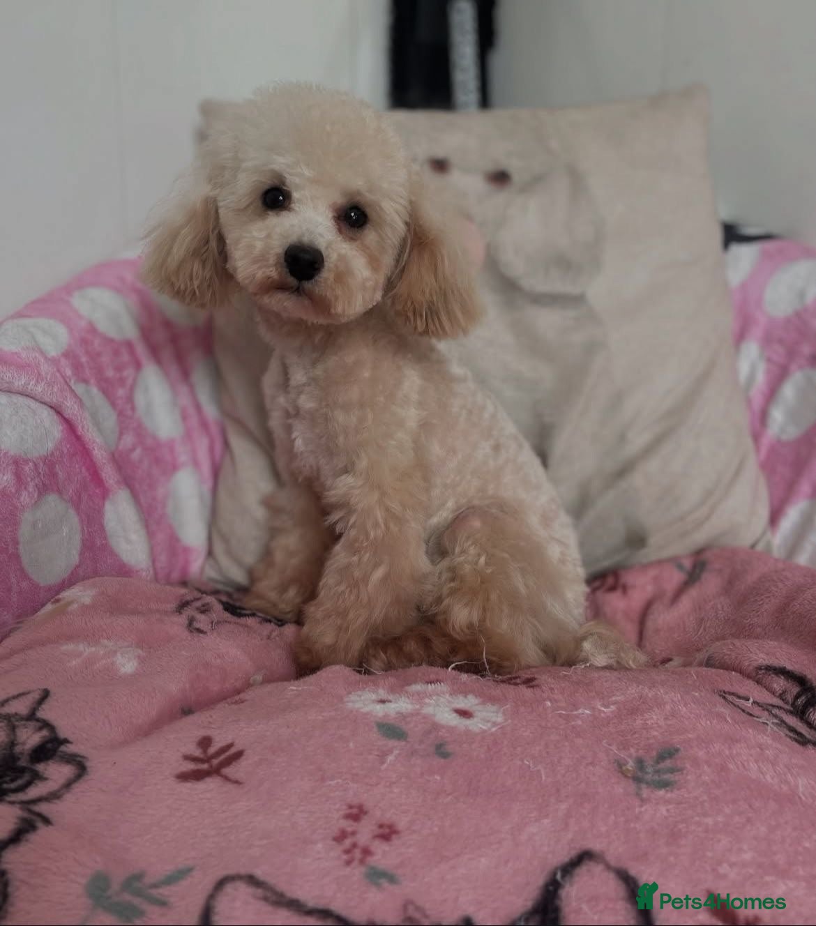 Toy Poodle dogs KC registered toy poodle girls - Advert 2