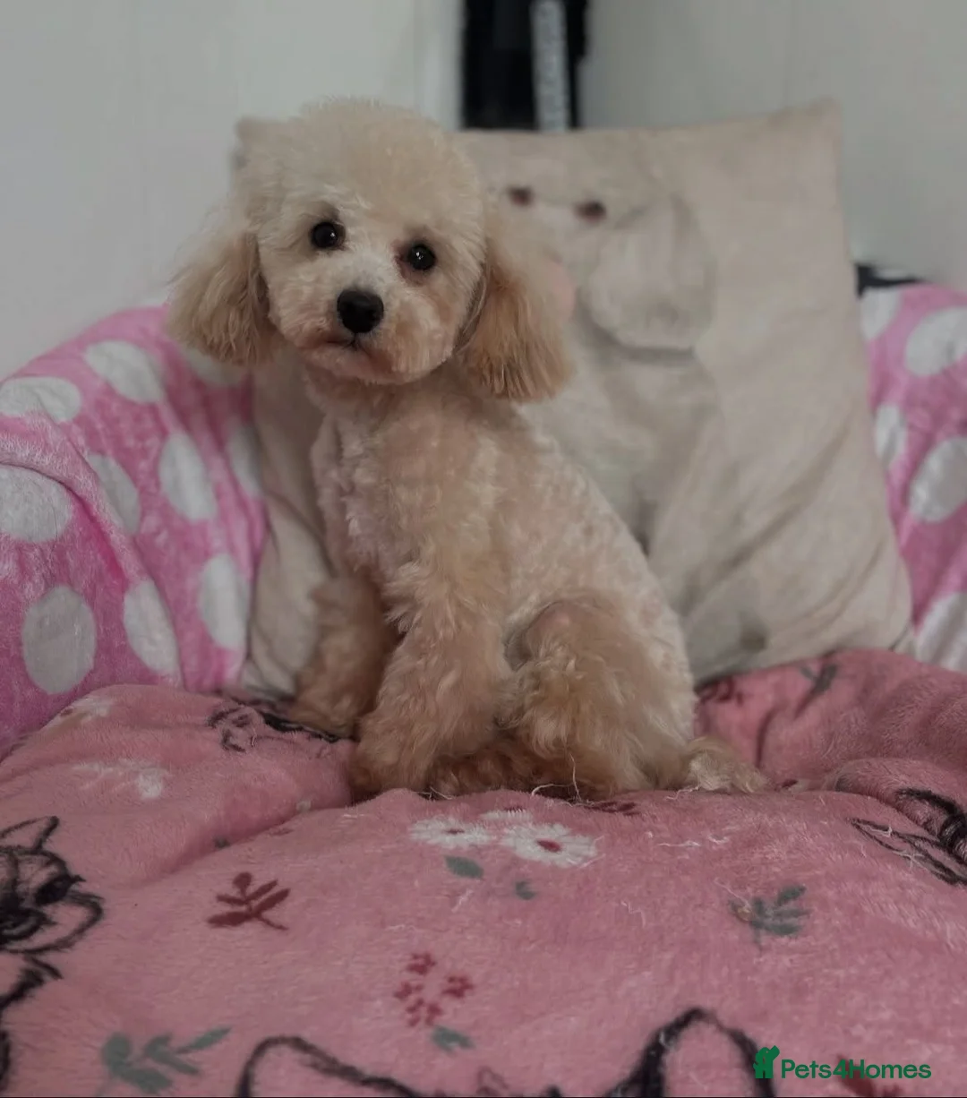 Toy Poodle dogs for sale: KC registered toy poodle girls - Advert 1