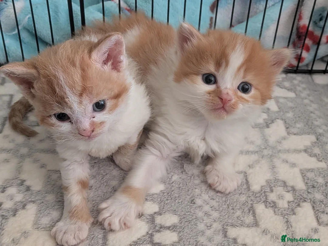 Selkirk Rex cats for sale: Beautiful Kittens – From Pedigree Selkirk Rex Mum - Advert 8