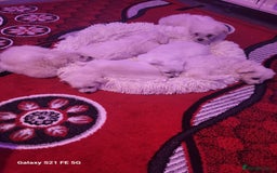 Bichon Frise dogs for sale: 🐾 Adorable Bichon 🐾 - Image 2