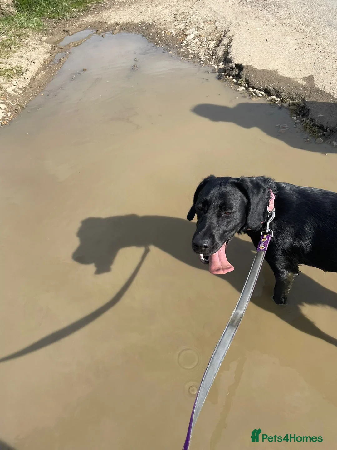 Mixed Breed dogs for sale: Pippa- Looking for Her Forever Home 🐾❤️ - Advert 1