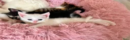 Turkish Angora cats for sale: Four Adorable Kittens!  - Advert 7