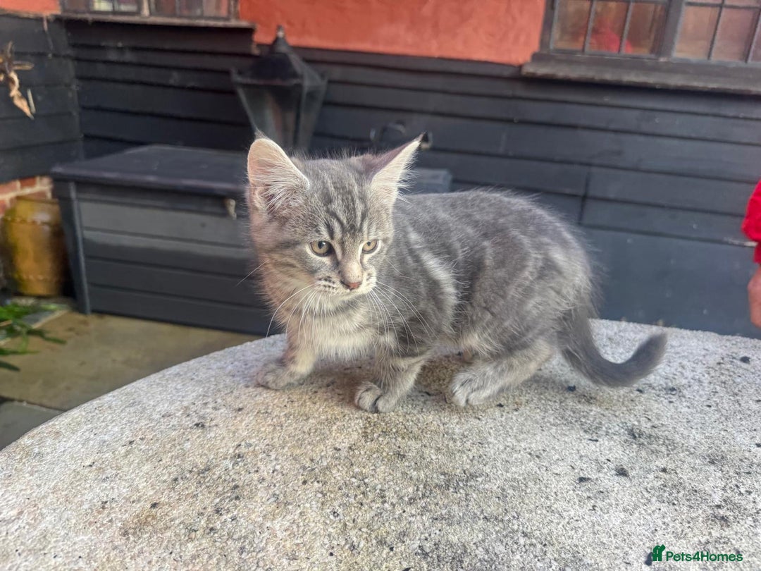 Mixed Breed cats for sale: Adorable kittens looking for home - Advert 6