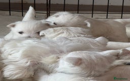 West Highland Terrier dogs for sale: KC West Highland Terrier - Image 18
