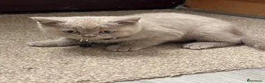 British Shorthair 1