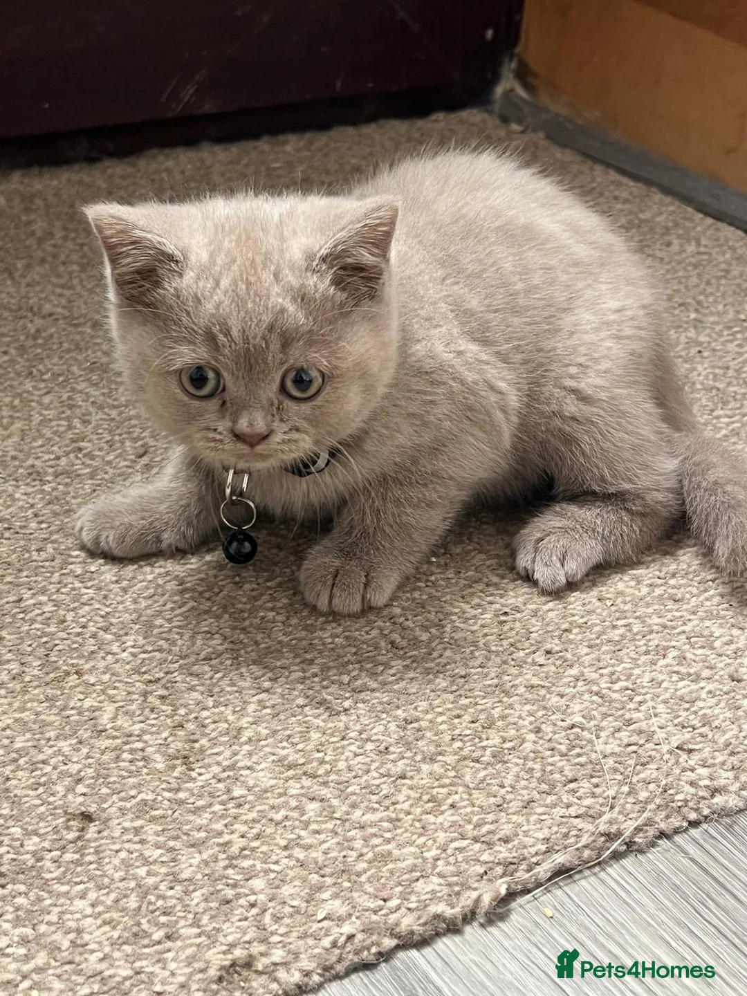 British Shorthair cats for sale: Lilac great British short hair  in Bradford - Advert 2