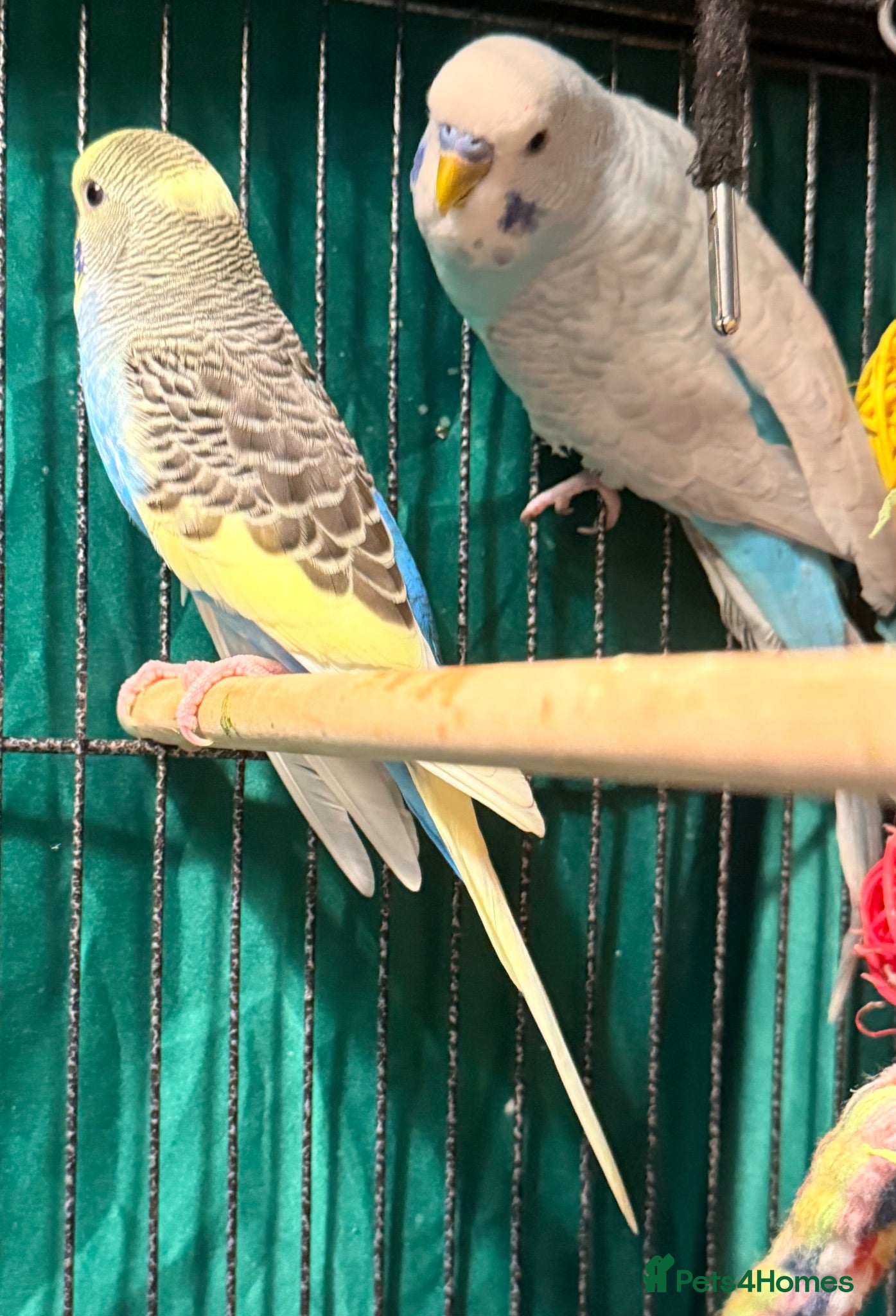 Budgerigars birds NON-FLYERS  Pair of Budgies – £40 for the pair - Advert 2