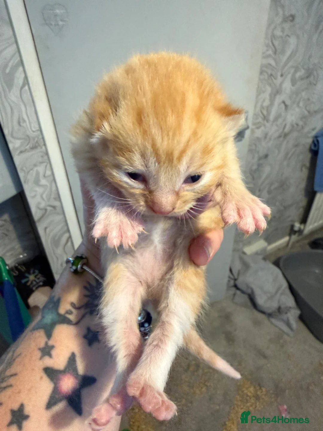 Domestic Shorthair cats for sale: Kittens  in Wells - Advert 2