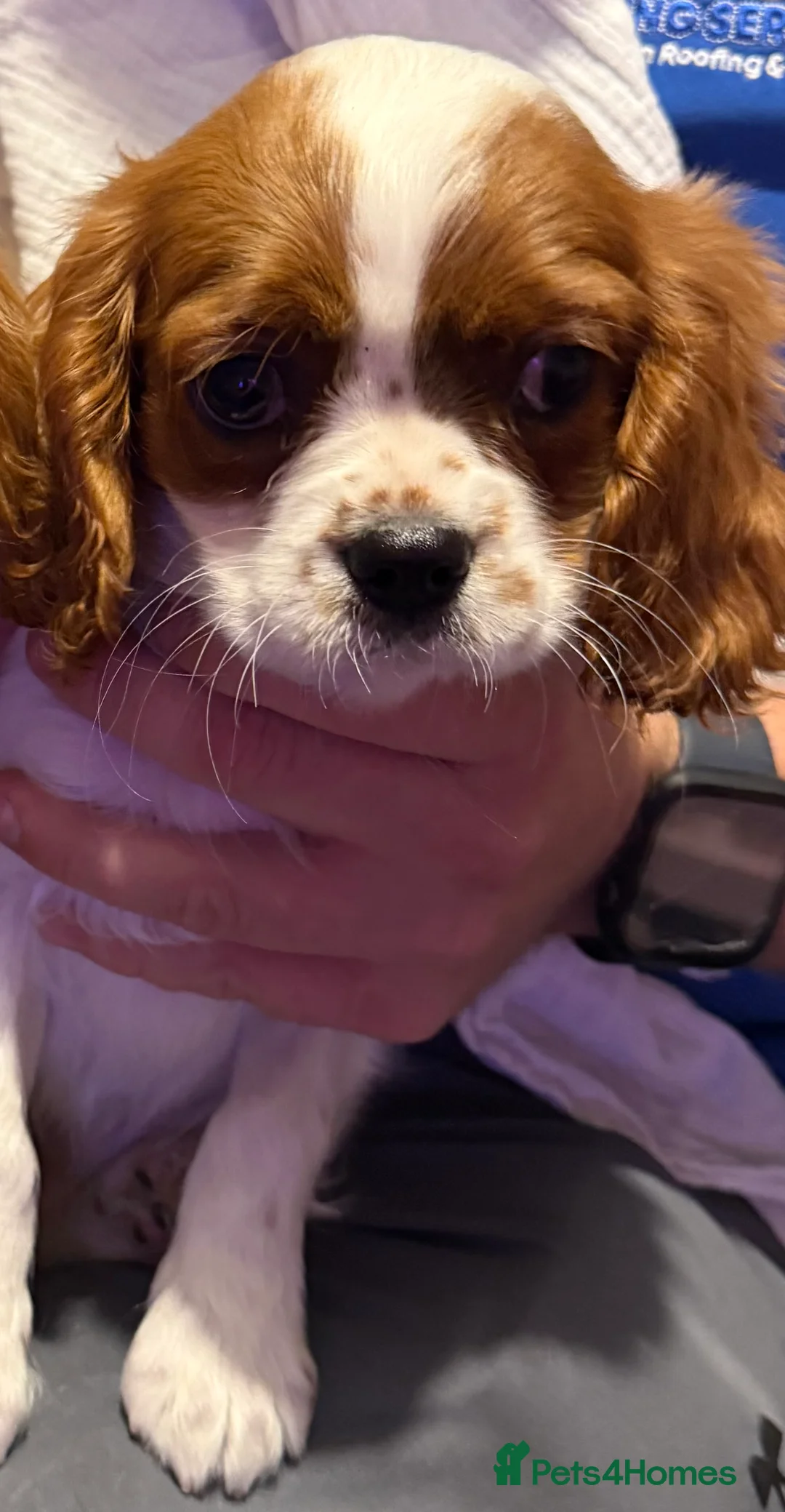 Cavalier King Charles Spaniel dogs for sale: ADORABLE HEALTH CLEAR CAVALIER KING CHARLES  - Advert 5