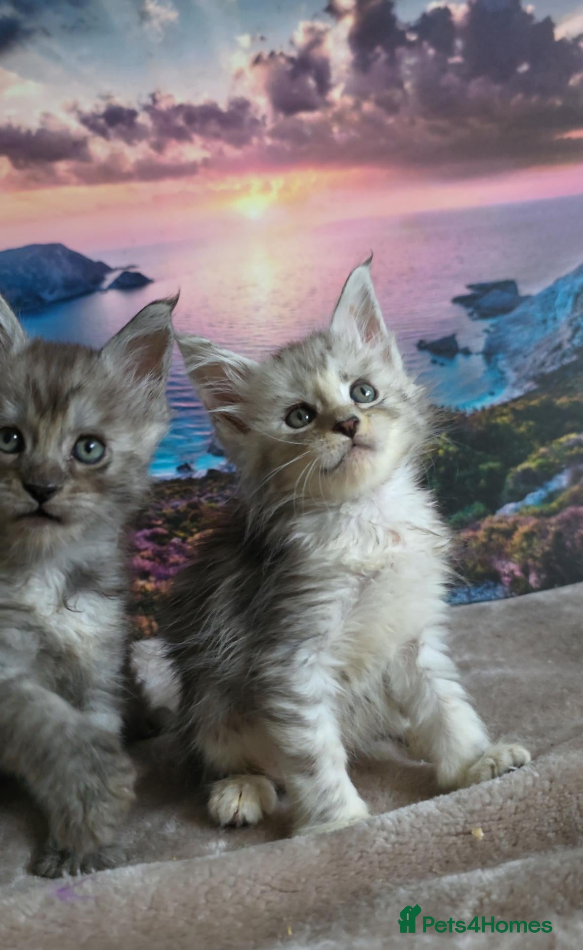 Maine Coon cats 🌟 STUNNING MAINECOON KITTENS SHOWQUALITY 🌟 - Advert 18