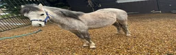 Welsh Section A horses for sale: Grey and black Welsh A - Advert 3