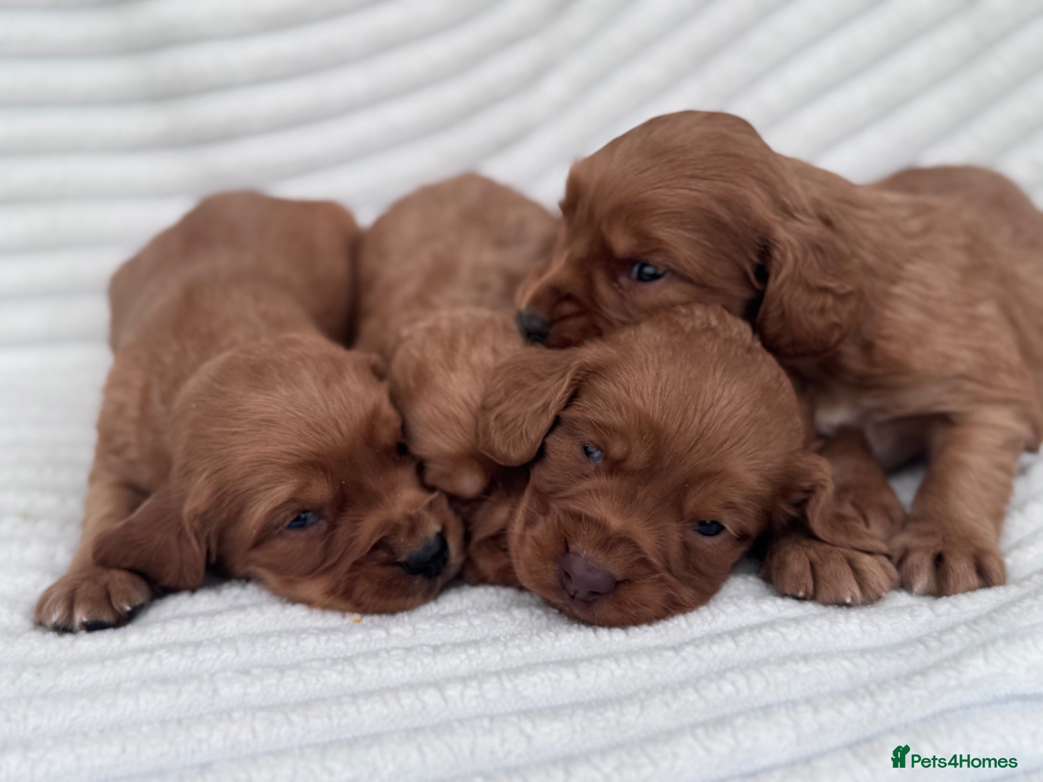Cocker Spaniel dogs Litter of 8 Red cocker spaniel puppies - Advert 2