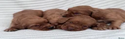 Cocker Spaniel dogs for sale: Litter of 8 Red cocker spaniel puppies - Advert 1