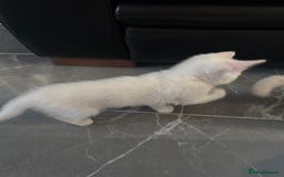 Turkish Angora cats for sale: Playful Kittens - Each ready for a loving home - Image 2