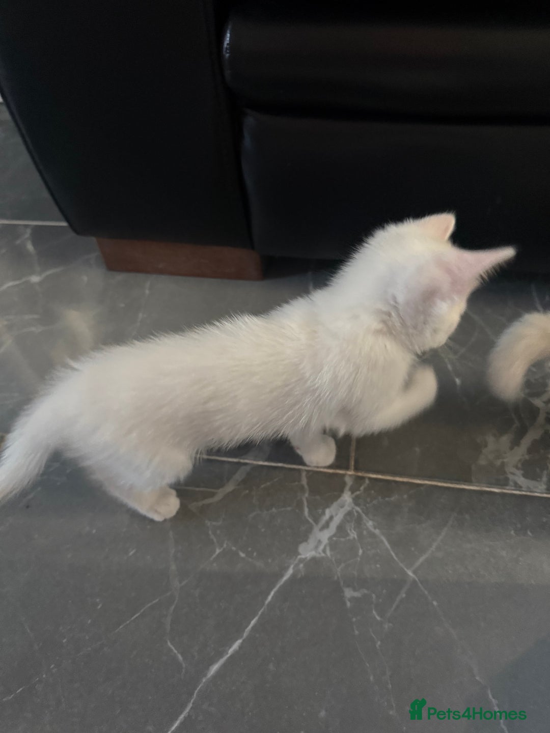 Turkish Angora cats for sale: Playful Kittens - Each ready for a loving home - Image 2