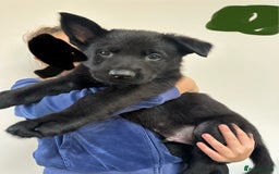 German Shepherd dogs for sale: Pure black german shepherd puppies - Image 9