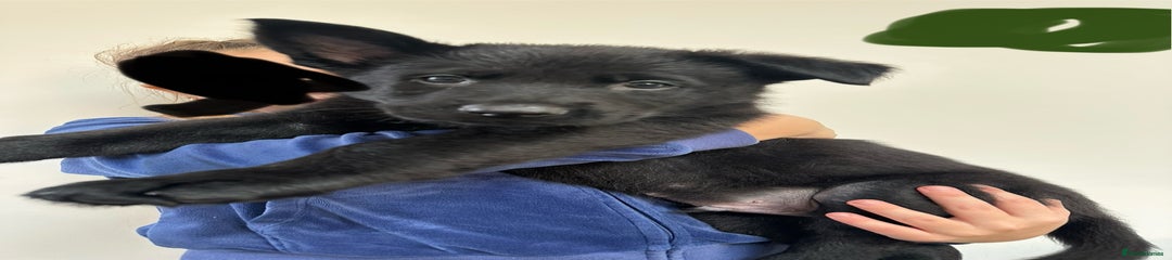 German Shepherd Puppy 5