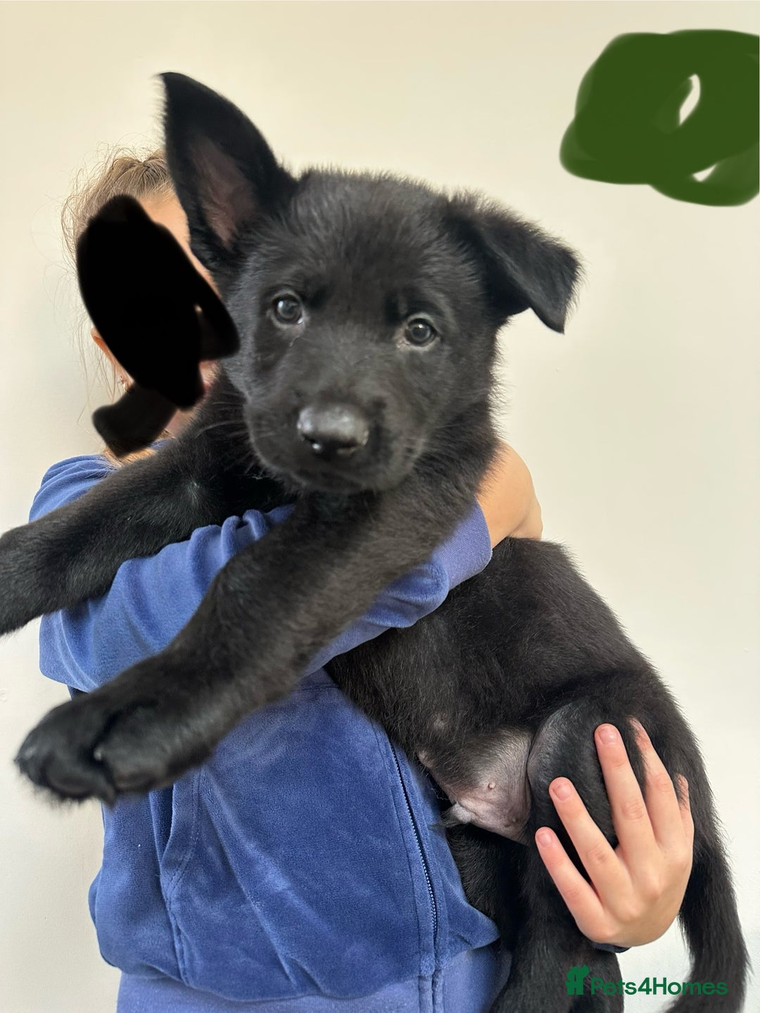 German Shepherd dogs for sale: Pure black german shepherd puppies - Image 9