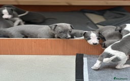 Whippet dogs for sale: Beautiful Blue whippet puppies  - Image 18