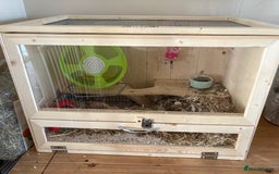 Hamster rodents for sale: Female Syrian free to good home - Image 3