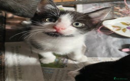 British Shorthair cats for sale: Kittens for sale !! Loving and playful  - Image 2