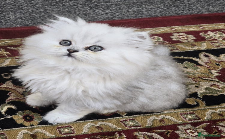 Persian cats - Advert 8