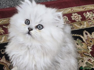 Persian cats for sale - Advert 1