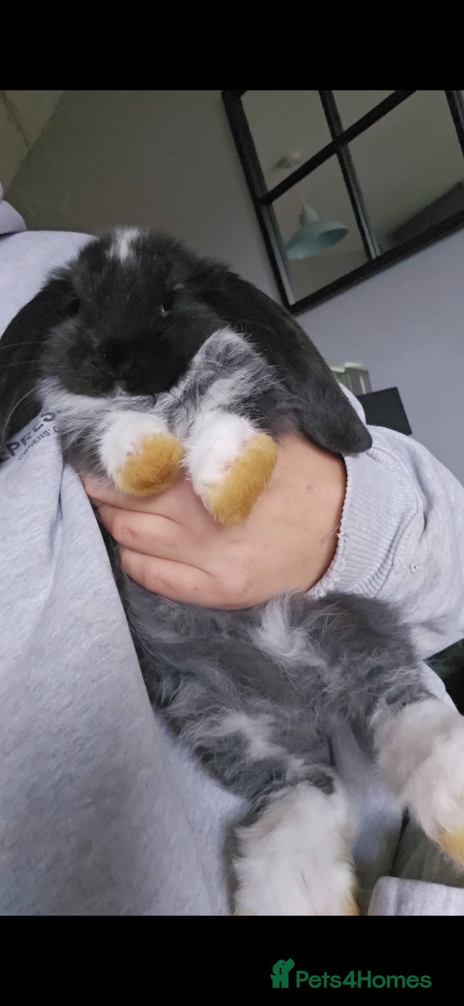 French Lop rabbits Pedigree french lop - Advert 2