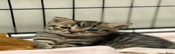 Mixed Breed cats for sale: Adorable Tabby Kittens - Ready to leave 15/08 in Buntingford - Advert 3