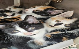 Persian cats for sale: Very beatifull mix breed/Persian kittens  - Image 9