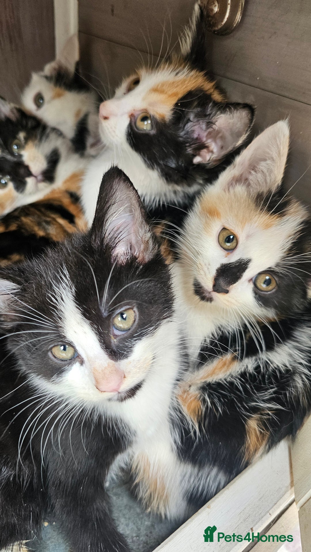 Persian cats for sale: Very beatifull mix breed/Persian kittens  - Image 9