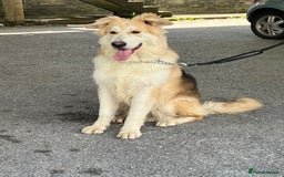 German Shepherd dogs for sale: long haired white sable boy  in Porthcawl - Image 6