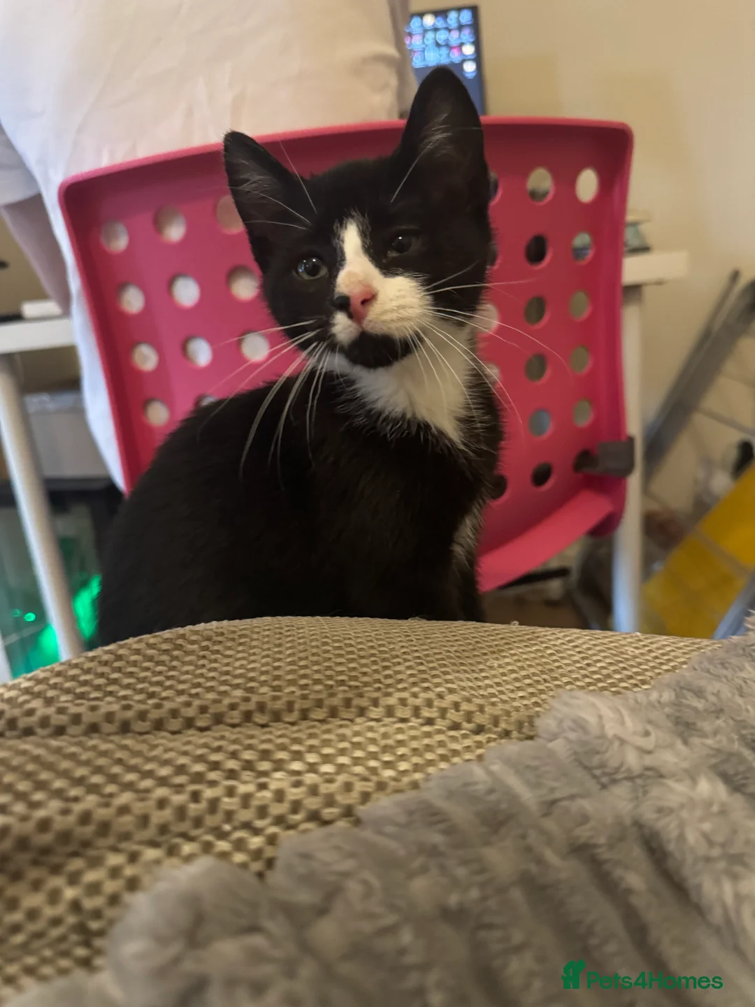British Shorthair cats for sale: Male kitten for sale  - Advert 2