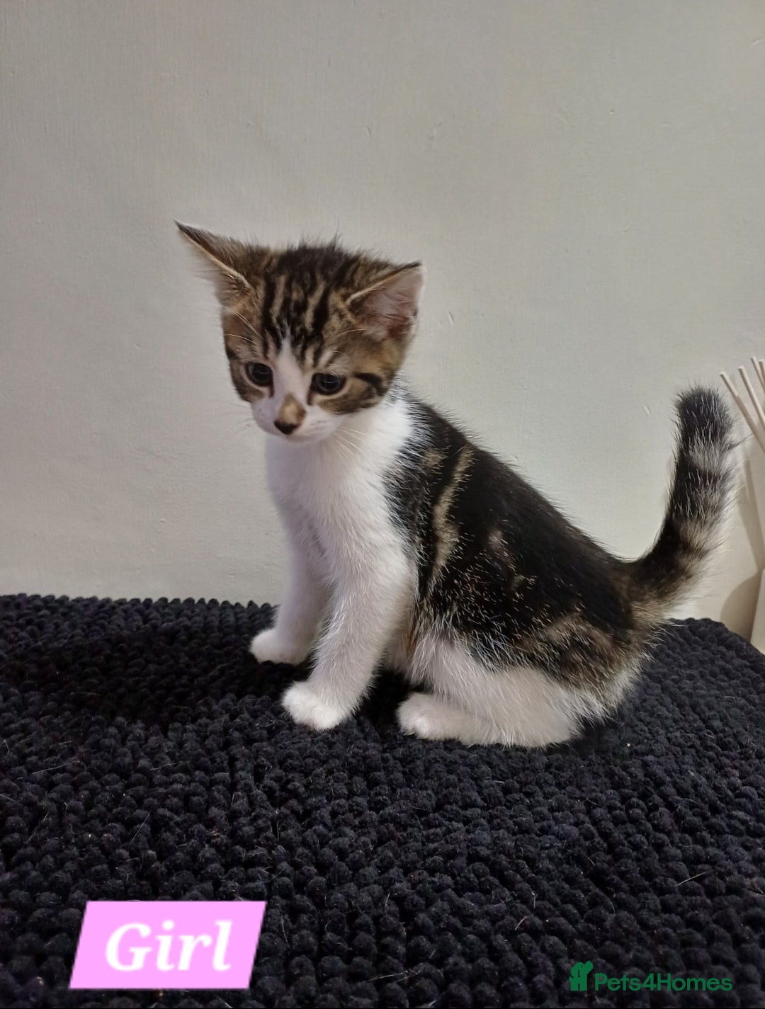 Mixed Breed cats for sale: Ready Tabby & White kitties - Advert 9