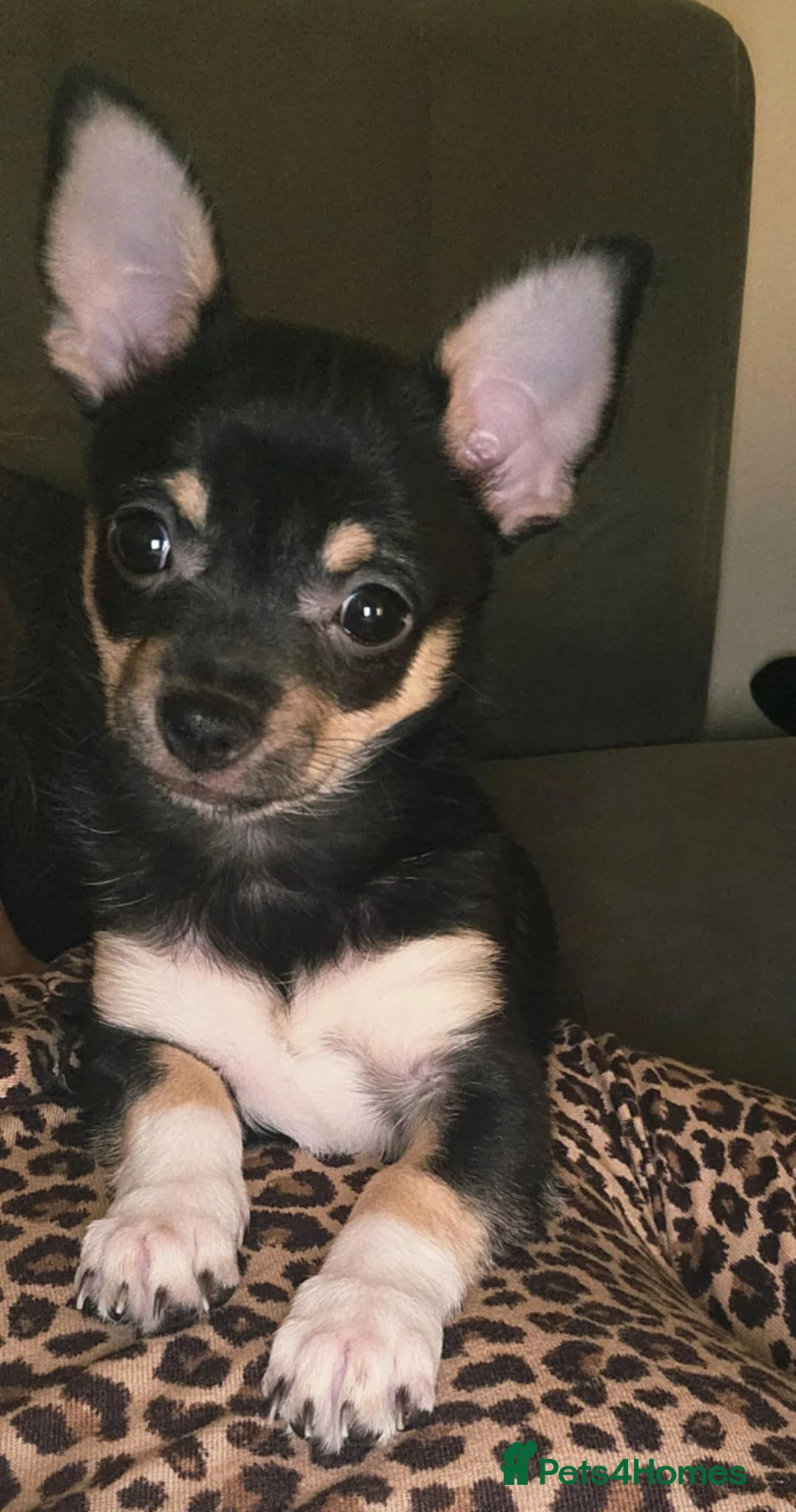 Chihuahua dogs for sale: Female Chihuahua Puppy in Barnsley - Advert 1