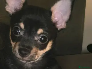 Chihuahua dogs Female Chihuahua Puppy in Barnsley - Advert 3