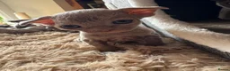 Devon Rex cats for sale: TICA Registered Devon Rex Lilac Kittens  - Advert 9