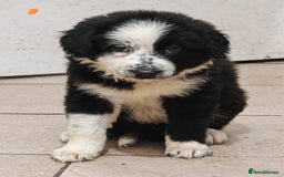Border Collie dogs for sale: Border collie puppies for sale - Image 1