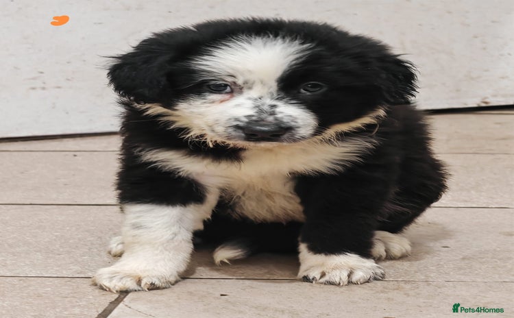 Border Collie dogs - Advert 4