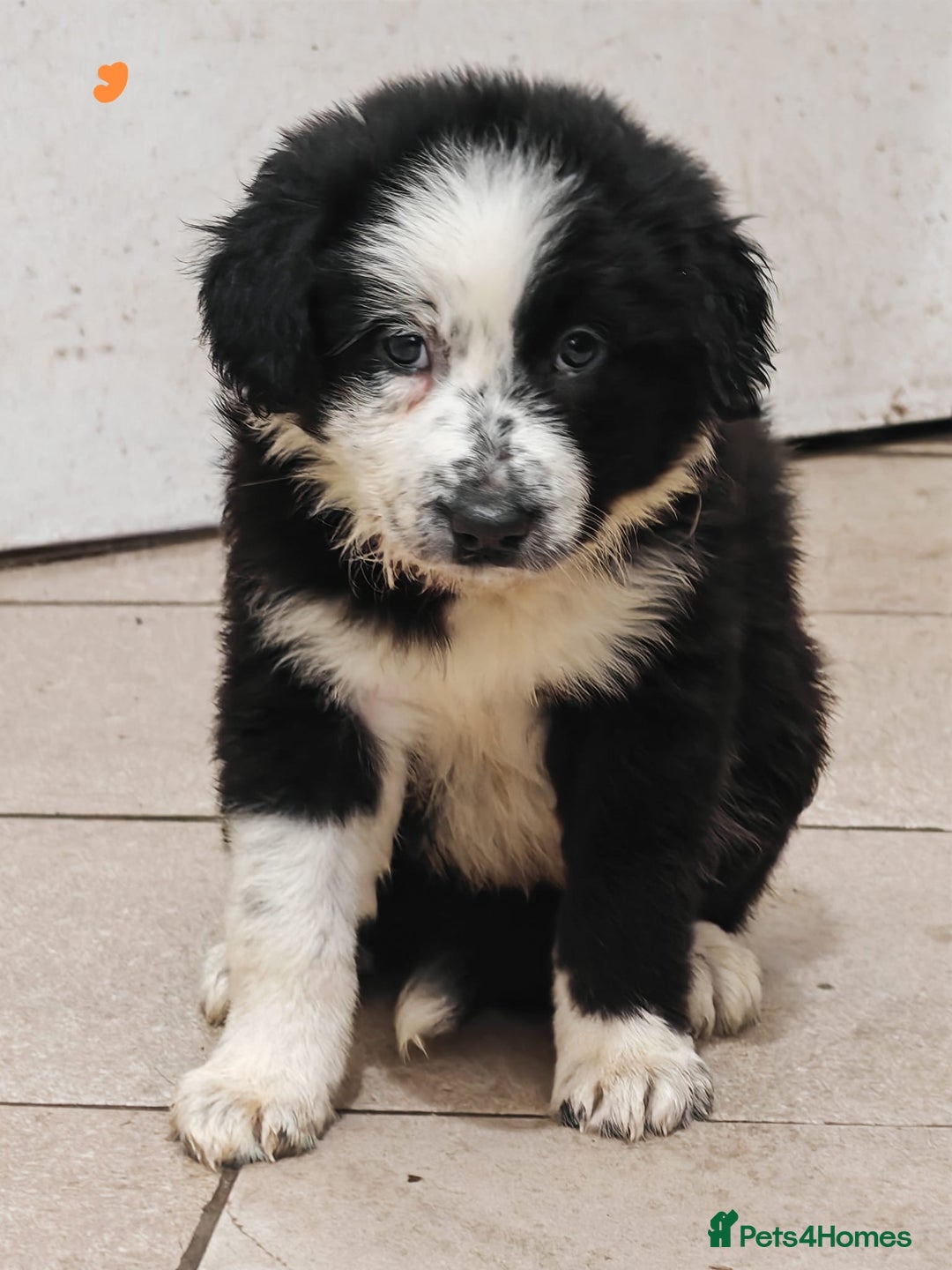 Border Collie dogs for sale: Border collie puppies for sale - Image 1