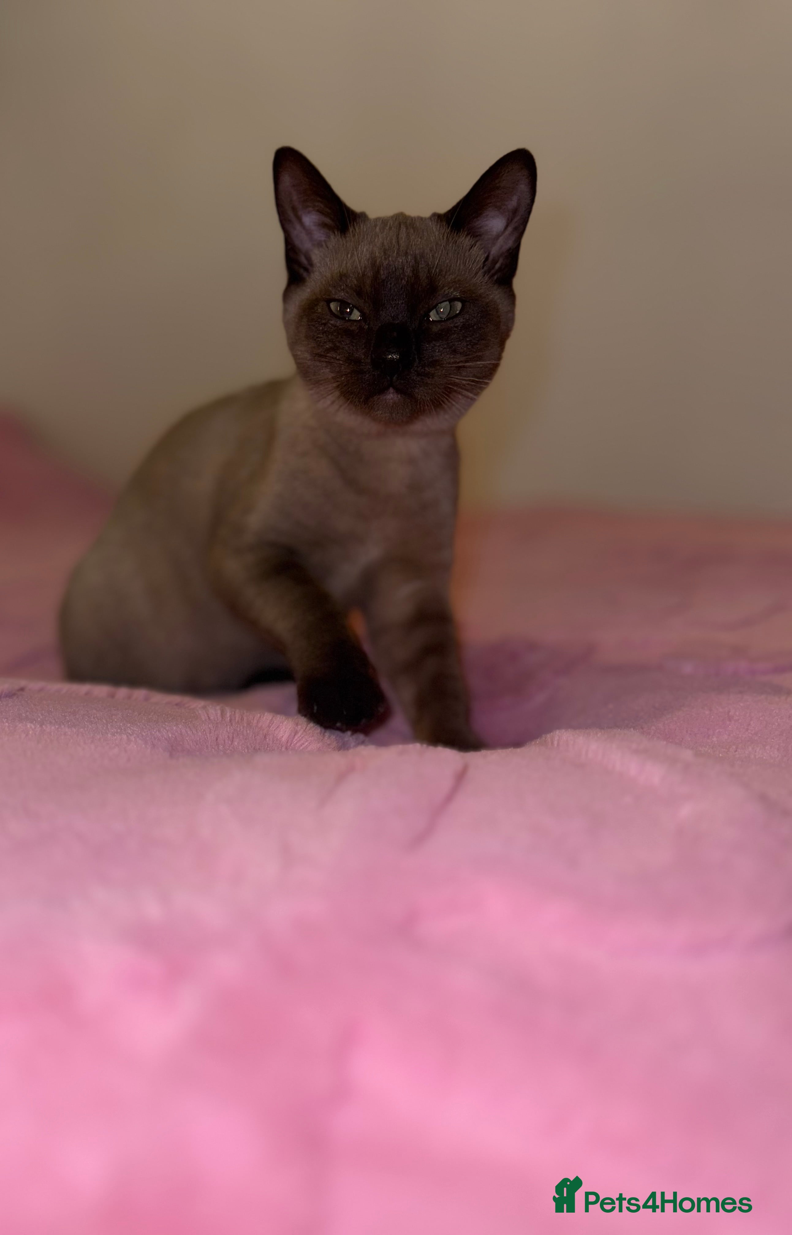 Burmese cats Burmese female kitten - Advert 2