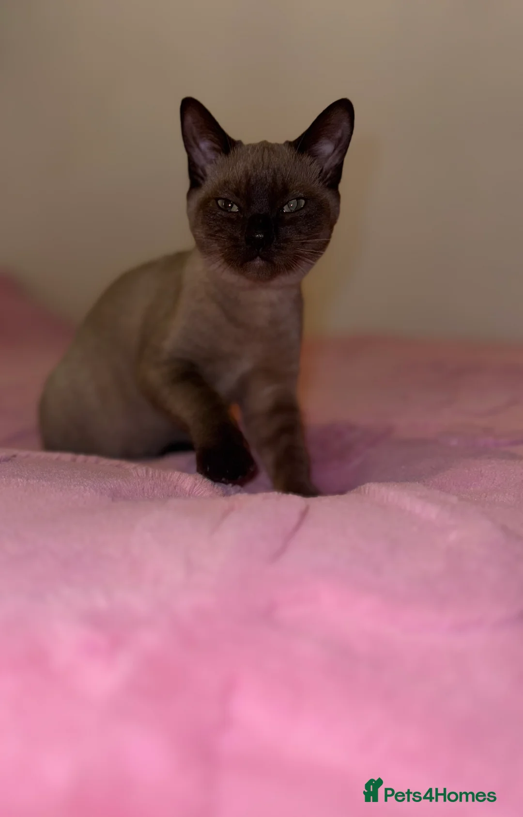 Burmese cats for sale: Burmese female kitten - Advert 1