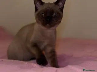 Burmese cats Burmese female kitten - Advert 6