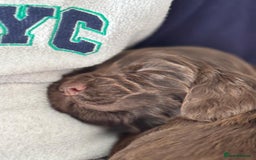 Cocker Spaniel dogs for sale: Cocker spaniel puppies - Image 10